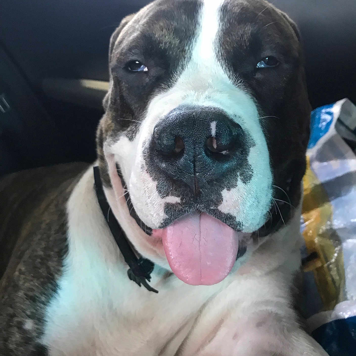 Odin participe au concours pour gagner de l'argent avec cette photo : dog, canine, pet, tongue_out, close_up, black_and_white, car_interior, relaxed, sitting, collar, animal, muzzle, fur, nose, portrait, domestic_animal, cute, friendly, indoor, companion