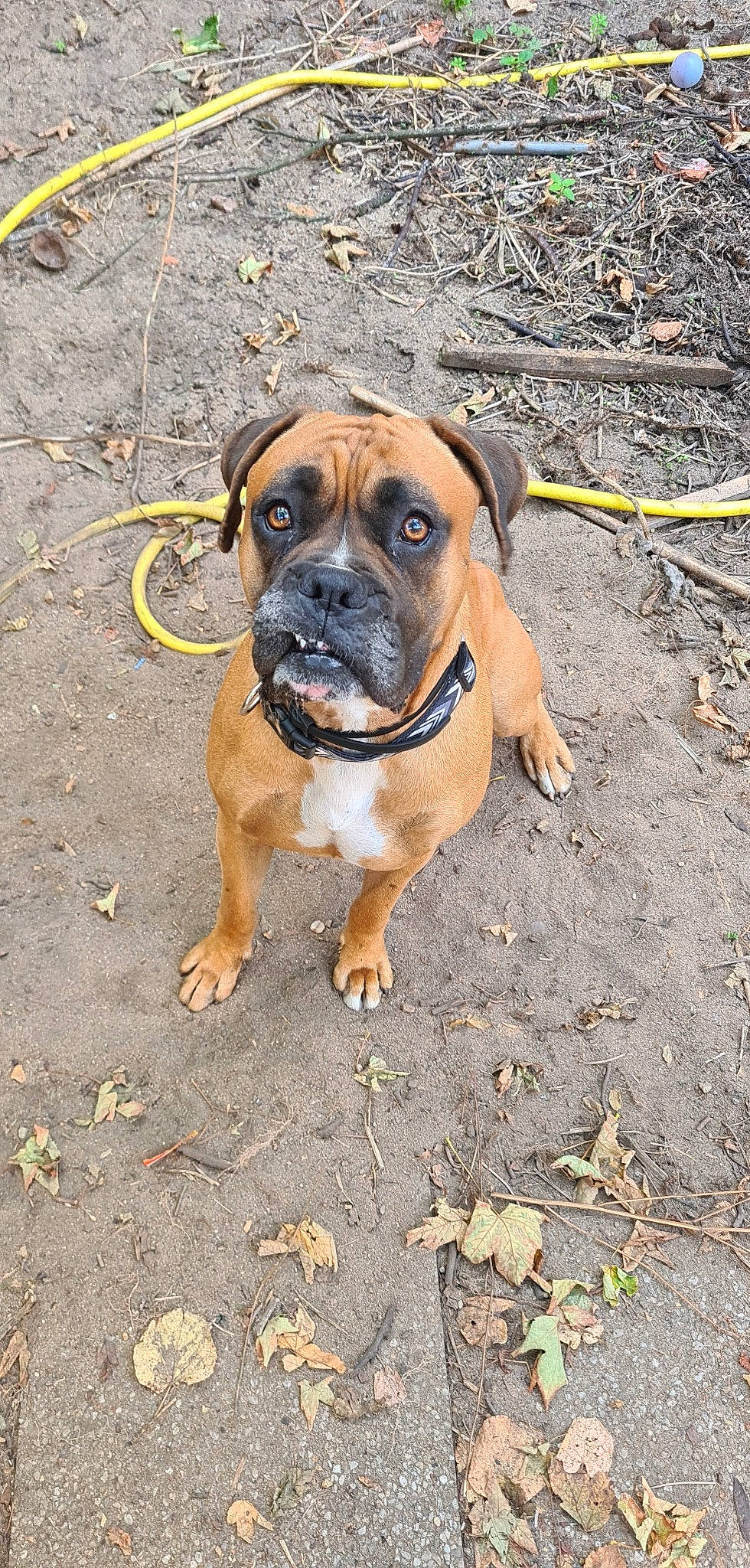 Tyson a rejoint le concours — aidez-le/la à gagner de superbes lots ! ancient_dog_breeds, boxer, canidae, carnivore, companion_dog, dog, dog_breed, fawn, guard_dog, house, molosser, non_sporting_group, road_surface, snout, soil, sporting_group, terrestrial_animal, whiskers, working_dog, wrinkle