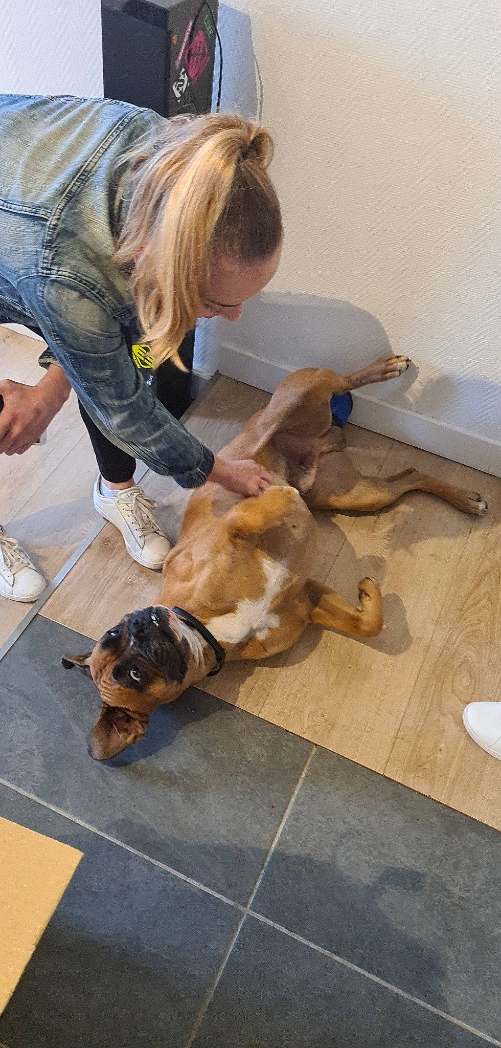 Tyson participe au concours pour gagner de l'argent avec cette photo : canidae, carnivore, companion_dog, dog, dog_breed, fawn, floor, flooring, fur, hardwood, paw, puppy, sitting, snout, sporting_group, toy_dog, wood, wood_flooring, working_animal, working_dog