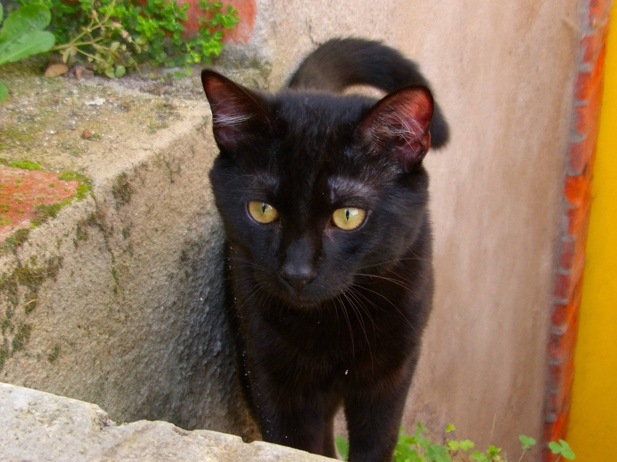 Ruby a rejoint le concours — aidez-le/la à gagner de superbes lots ! black_cat, bombay, carnivore, cat, domestic_short_haired_cat, felidae, fur, grass, plant, small_to_medium_sized_cats, snout, tail, terrestrial_animal, whiskers, wildlife