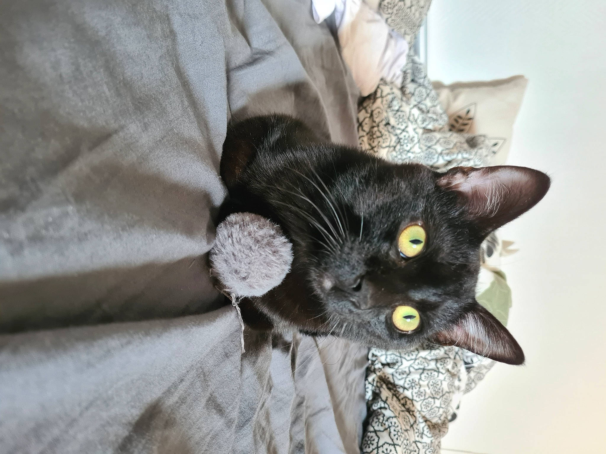 Ruby participe au concours pour gagner de l'argent avec cette photo : black_cat, carnivore, cat, claw, comfort, domestic_short_haired_cat, ear, eye, felidae, fur, grey, havana_brown, linens, paw, sleeve, small_to_medium_sized_cats, tail, whiskers