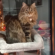 Tina a rejoint le concours — aidez-le/la à gagner de superbes lots ! cat, fluffy, pet, indoor, cat_tree, feline, heart_tag, window, reflection, decor, santa_claus, holiday, christmas, cozy, fur, animal, looking, cute, domestic, home