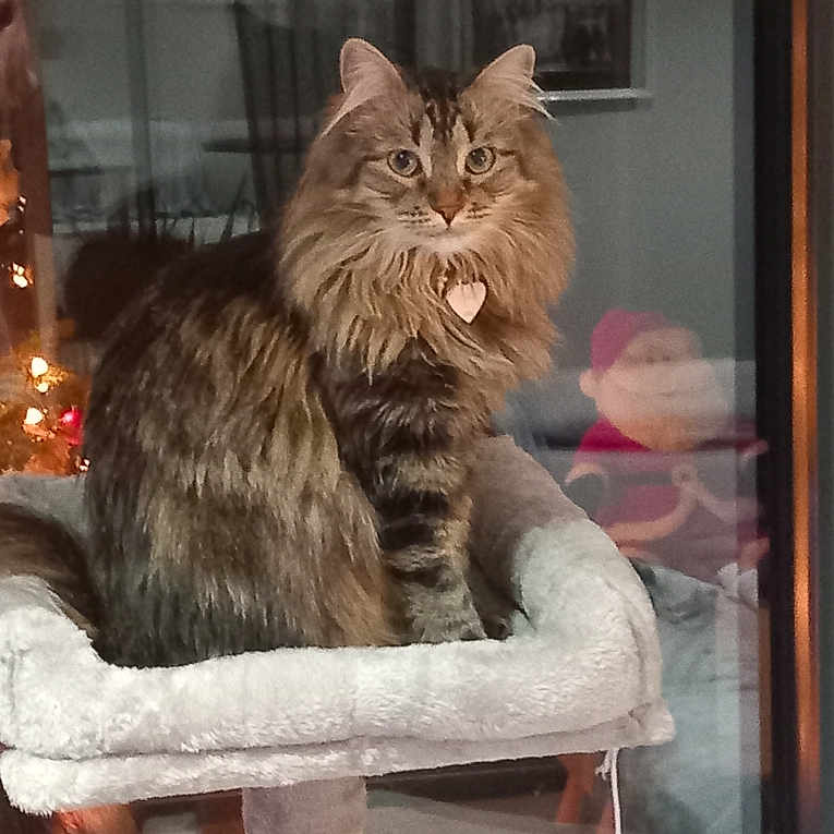 Tina a rejoint le concours — aidez-le/la à gagner de superbes lots ! animal, cat, cat_tree, christmas, cozy, cute, decor, domestic, feline, fluffy, fur, heart_tag, holiday, home, indoor, looking, pet, reflection, santa_claus, window