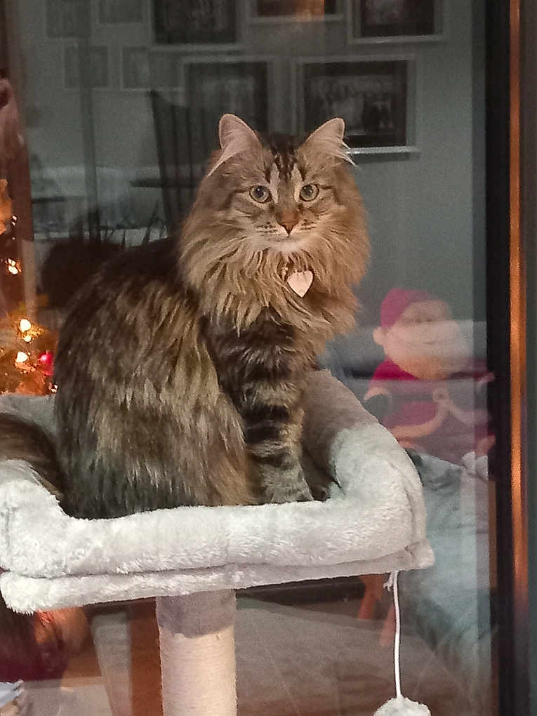 Tina a rejoint le concours — aidez-le/la à gagner de superbes lots ! cat, fluffy, pet, indoor, cat_tree, feline, heart_tag, window, reflection, decor, santa_claus, holiday, christmas, cozy, fur, animal, looking, cute, domestic, home