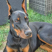 Venom participe au concours pour gagner de l'argent avec cette photo : doberman, dog, black_and_tan, outdoor, grass, wicker_furniture, pet, canine, relaxed, animal, ears_up, alert, garden, laying_down, muzzle, brown_eyes, fur, side_view, nature, companion