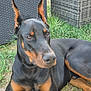 doberman, dog, black_and_tan, outdoor, grass, wicker_furniture, pet, canine, relaxed, animal, ears_up, alert, garden, laying_down, muzzle, brown_eyes, fur, side_view, nature, companion