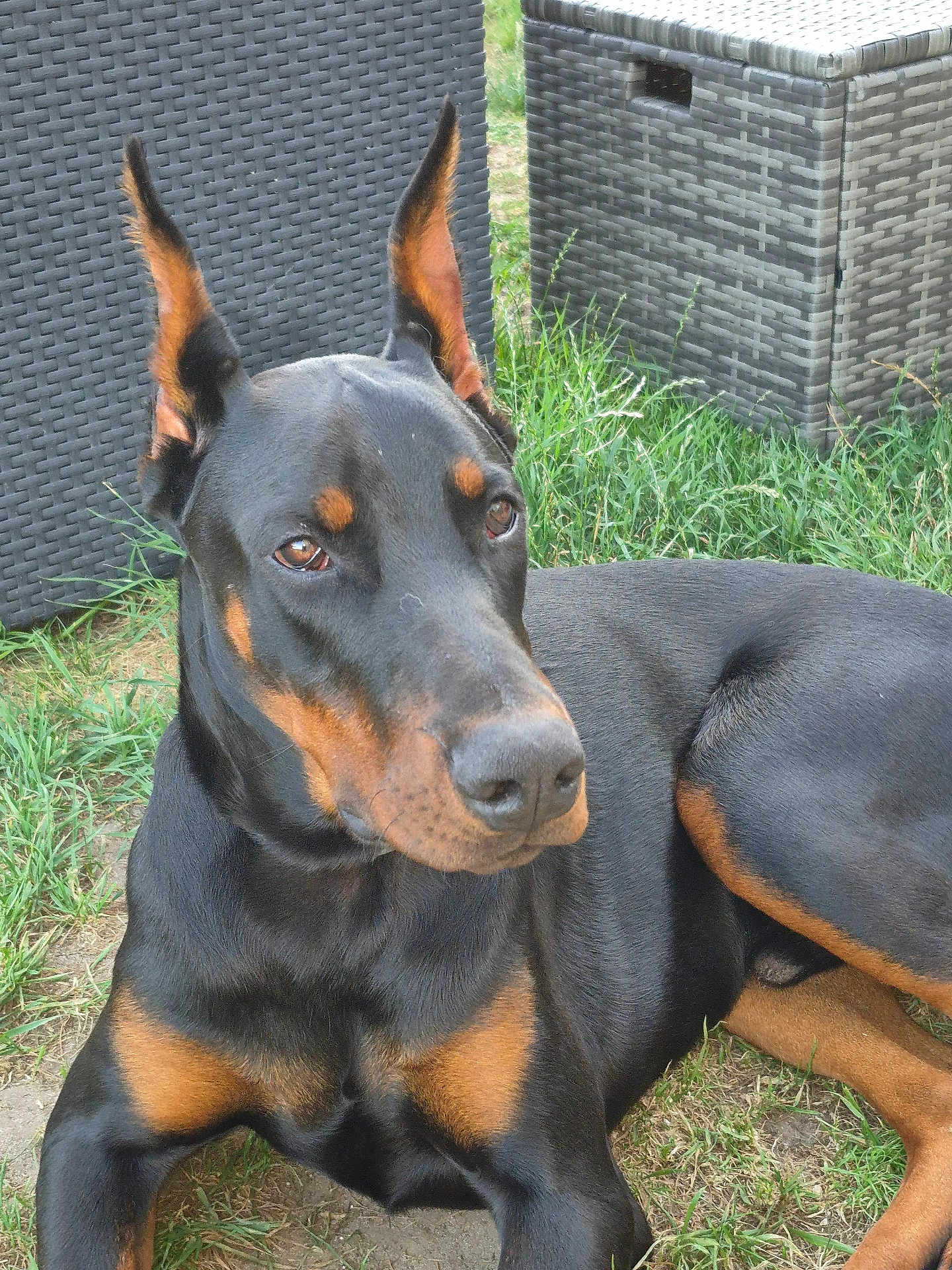 Venom participe au concours pour gagner de l'argent avec cette photo : doberman, dog, black_and_tan, outdoor, grass, wicker_furniture, pet, canine, relaxed, animal, ears_up, alert, garden, laying_down, muzzle, brown_eyes, fur, side_view, nature, companion