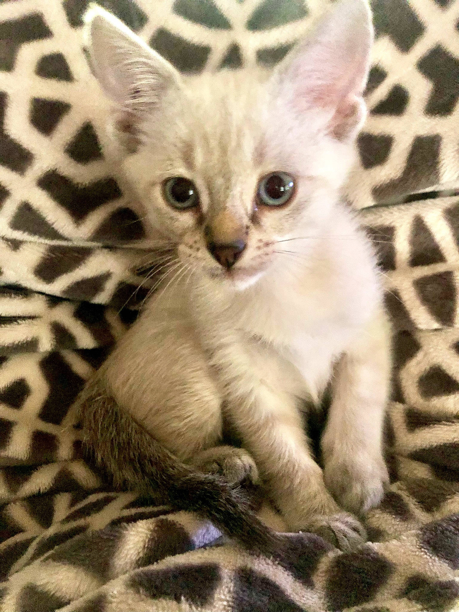 Castiel is registered to the contest to win money with this photo: carnivore, cat, claw, comfort, domestic_short_haired_cat, fawn, felidae, fur, paw, photo_caption, small_to_medium_sized_cats, snout, tail, terrestrial_animal, whiskers, wildlife