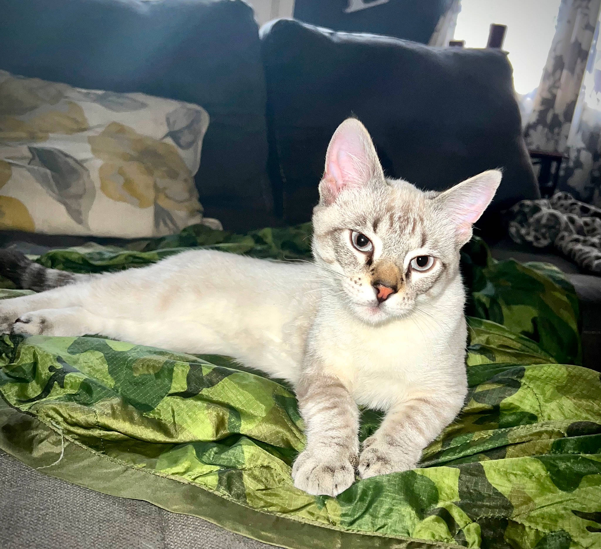 Castiel is registered to the contest to win money with this photo: carnivore, cat, cat_furniture, cat_supply, collar, comfort, domestic_short_haired_cat, eye, fawn, felidae, fur, jaw, linens, paw, pet_supply, sitting, small_to_medium_sized_cats, snout, tail, whiskers