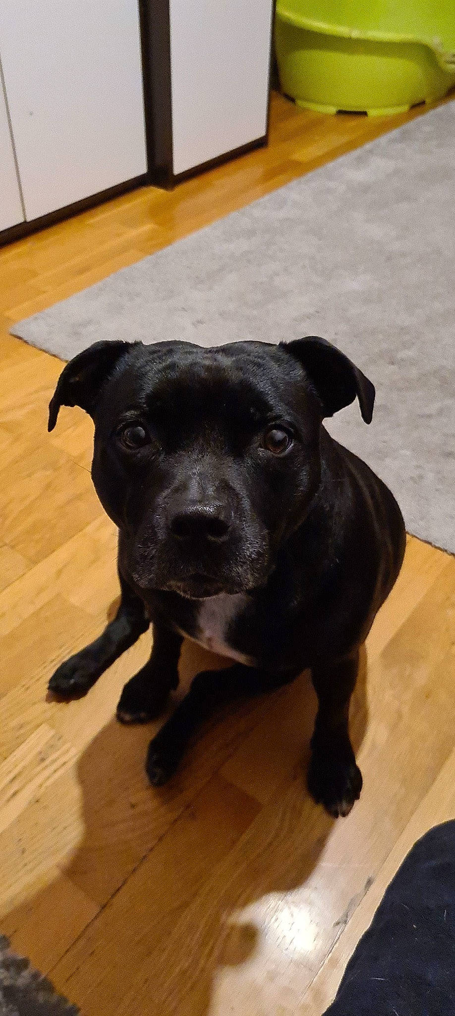 Laika participe au concours pour gagner de l'argent avec cette photo : borador, canidae, carnivore, companion_dog, dog, dog_breed, fawn, flooring, fur, guard_dog, hardwood, puppy, snout, sporting_group, terrestrial_animal, varnish, whiskers, wood, wood_flooring, working_animal