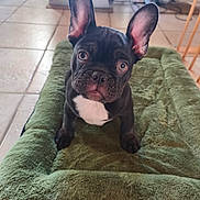 Baloo a rejoint le concours — aidez-le/la à gagner de superbes lots ! dog, puppy, french_bulldog, black_and_white, dog_bed, green_bed, ears, indoor, floor_tiles, pet, animal, cute, looking_up, young, fur, snout, eyes, whiskers, nose, small
