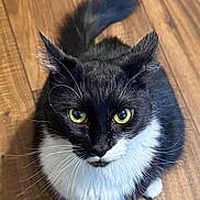 Bub joined the competition — help win amazing prizes! cat, black_and_white, yellow_eyes, fur, whiskers, pet, animal, indoor, wooden_floor, cute, sitting, looking_up, mammal, domestic_cat, feline, close_up, portrait, fluffy, alert, adorable