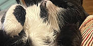 Bub joined the competition — help win amazing prizes! cat, black_and_white, fluffy, relaxed, indoor, cushion, striped, whiskers, paw, furniture, drawer, sleepy, pet, closeup, fur, household, comfortable, resting, domestic_animal, cozy
