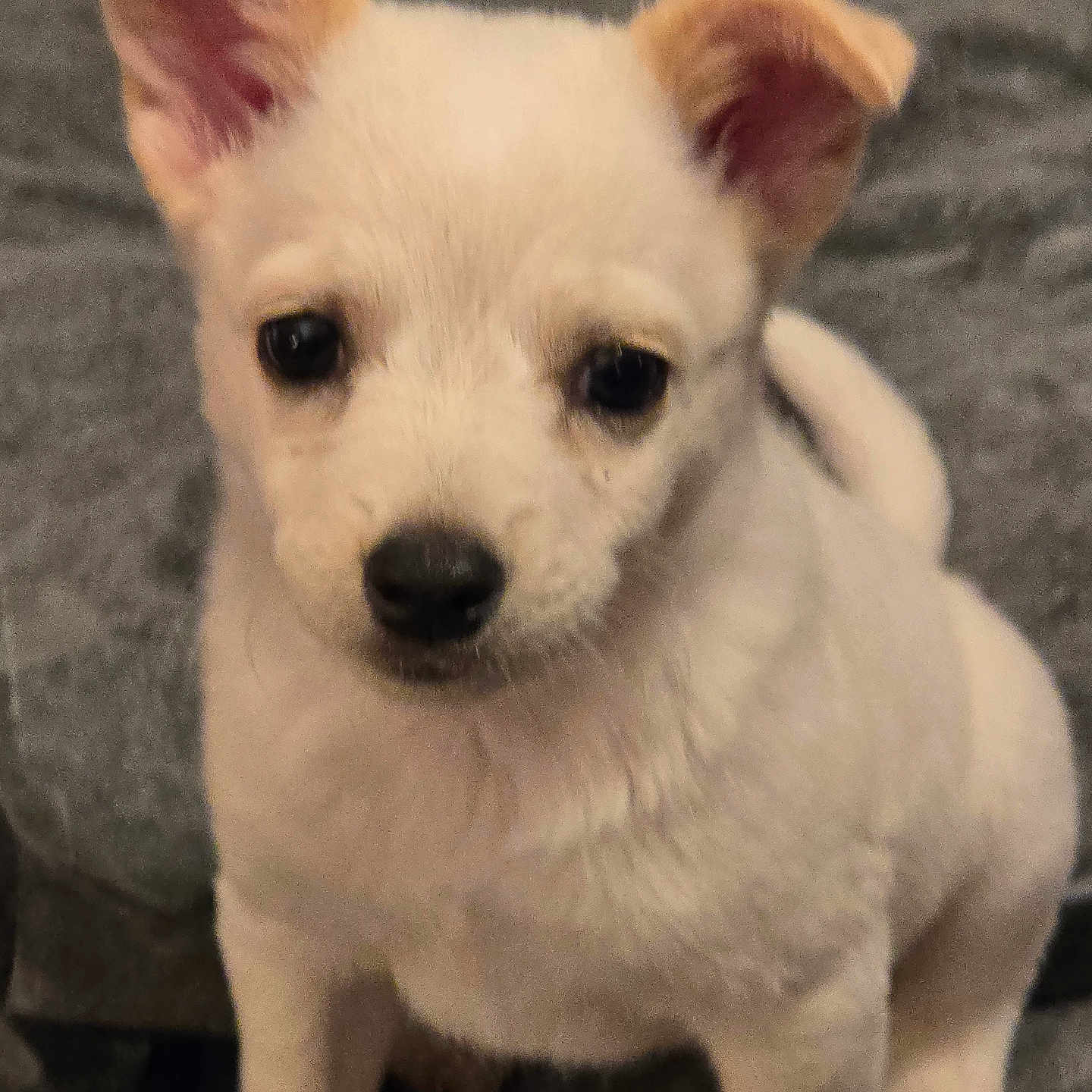 Lilly is registered to the contest to win money with this photo: adorable, animal, black_nose, companion, cute, dog, domestic_animal, ears, face, fur, gray_background, indoor, looking, pet, puppy, sitting, small, soft, white, young