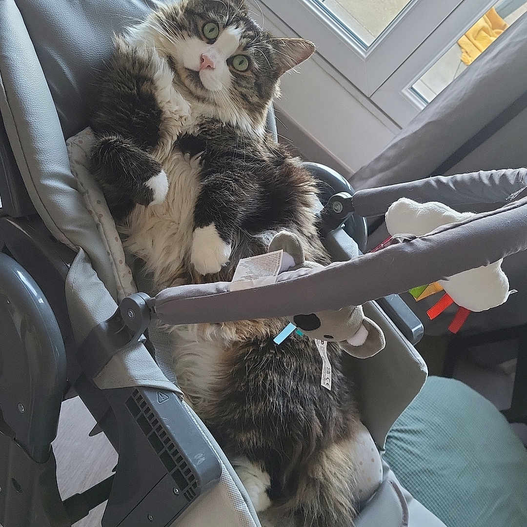 Marcelin participe au concours pour gagner de l'argent avec cette photo : animal, canine, car, car_interior, carseat, cat, chair, clothing, cushion, dog, e_scooter, furniture, glove, homedecor, kitten, person, pet, sleeping, transportation, vehicle