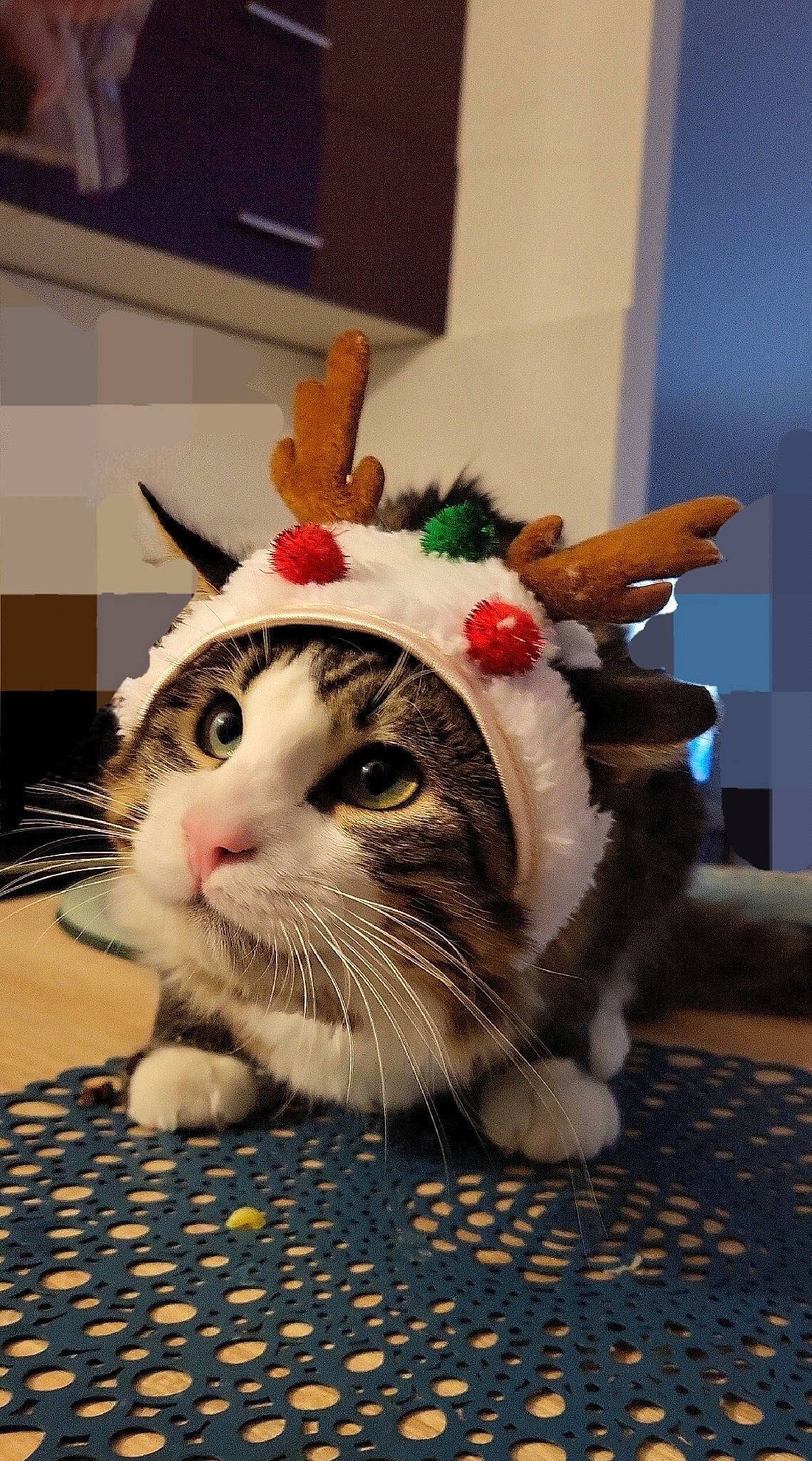 Marceulin participe au concours pour gagner de l'argent avec cette photo : carnivore, cat, christmas, domestic_short_haired_cat, event, felidae, flooring, fur, holiday, paw, small_to_medium_sized_cats, snout, tail, whiskers