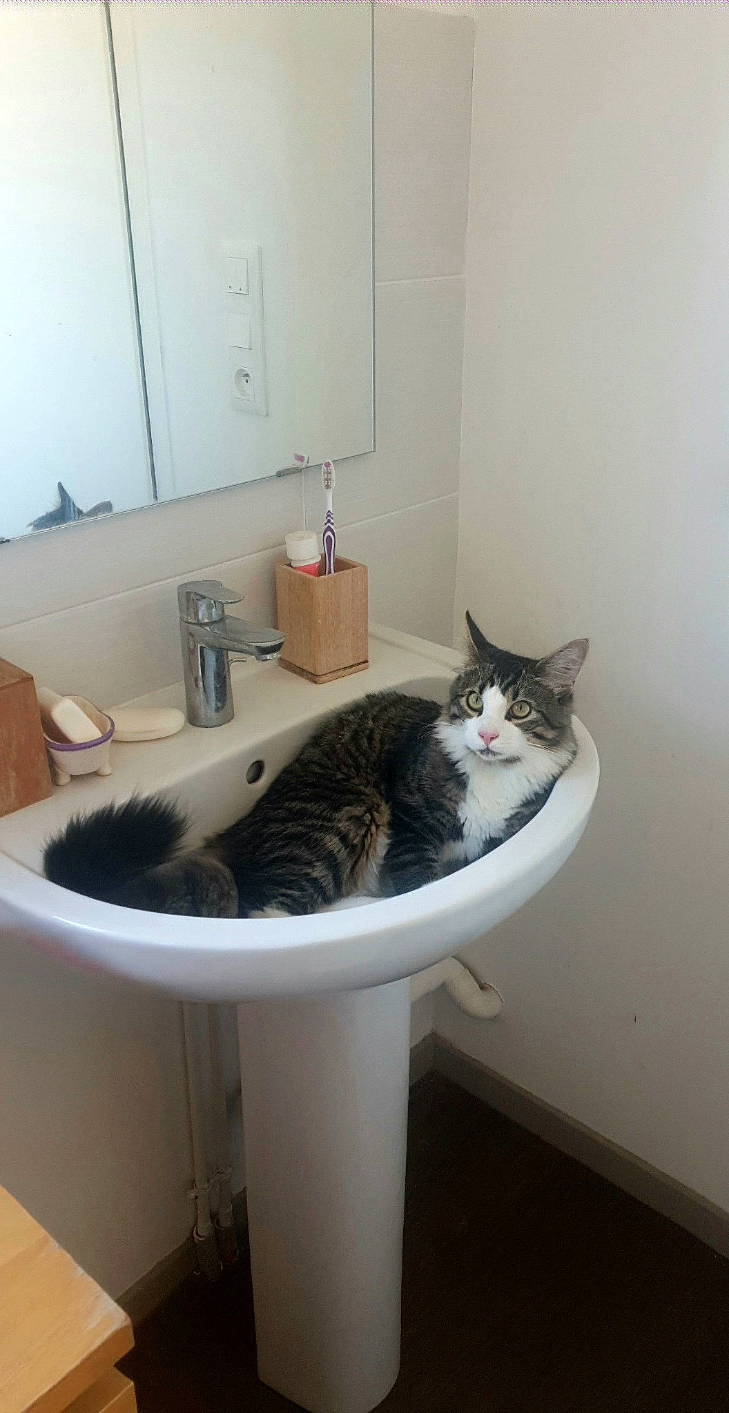 Marceulin participe au concours pour gagner de l'argent avec cette photo : bathroom, bathroom_accessory, bathroom_cabinet, bathroom_sink, carnivore, cat, felidae, floor, flooring, grey, hardwood, interior_design, plumbing, plumbing_fixture, room, sink, small_to_medium_sized_cats, tail, tap, whiskers