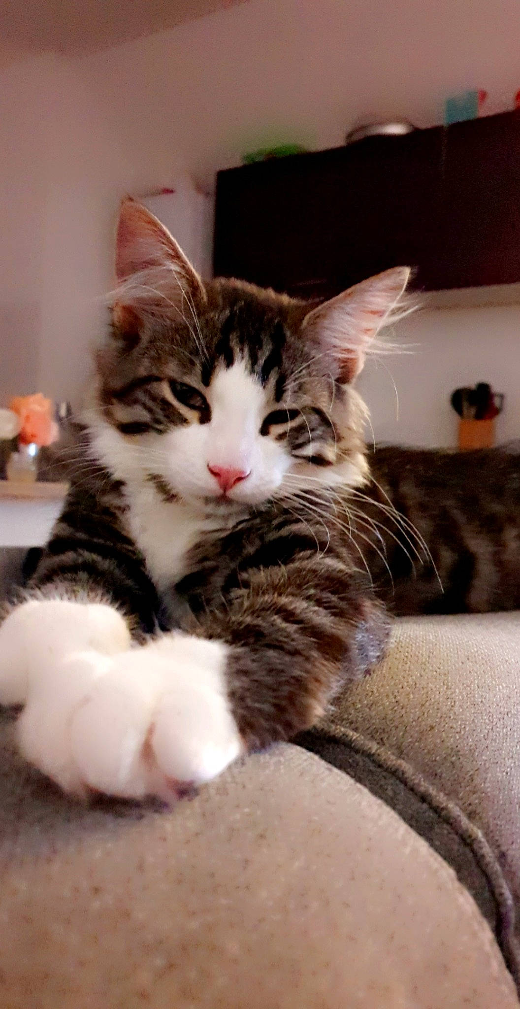 Marceulin participe au concours pour gagner de l'argent avec cette photo : carnivore, cat, claw, comfort, domestic_short_haired_cat, felidae, foot, fur, paw, plant, sitting, small_to_medium_sized_cats, tail, tree, whiskers, window