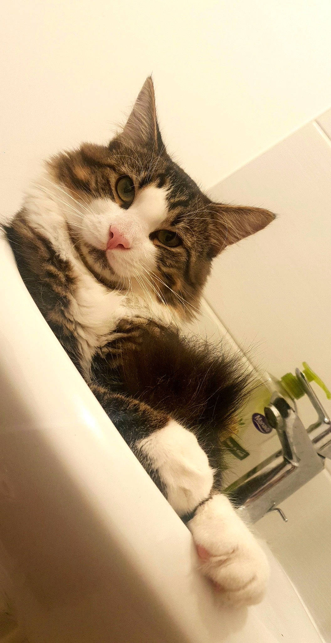 Marceulin participe au concours pour gagner de l'argent avec cette photo : art, box, cardboard, carnivore, cat, domestic_short_haired_cat, felidae, fur, paper_product, paw, small_to_medium_sized_cats, snout, tail, whiskers, window