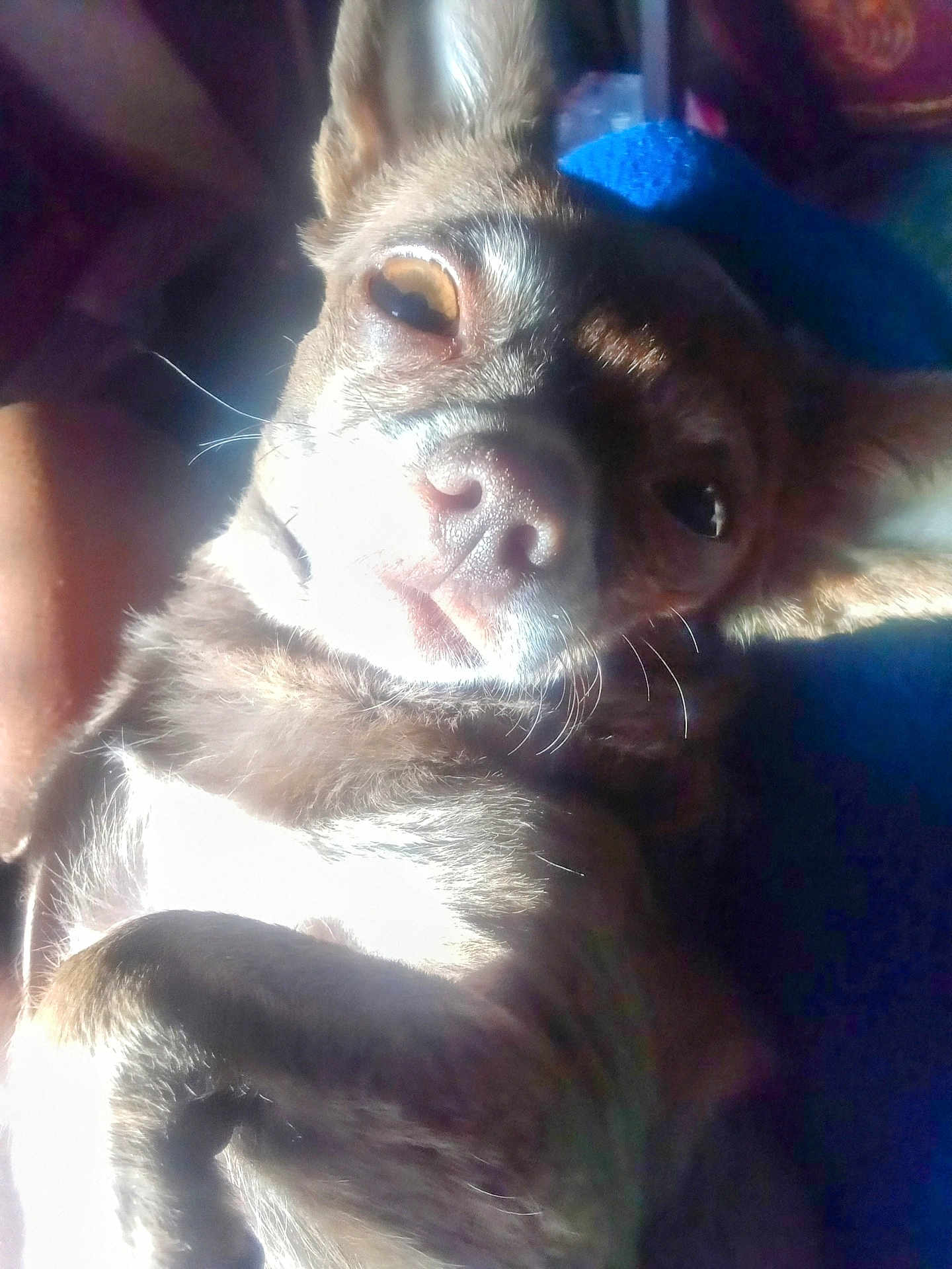 Chanelle is registered to the contest to win money with this photo: animal, brown_fur, canine, close_up, dog, ears, eyes, face, fur, indoor, light, lying_down, paw, pet, portrait, relaxed, shadow, small_dog, snout, whiskers