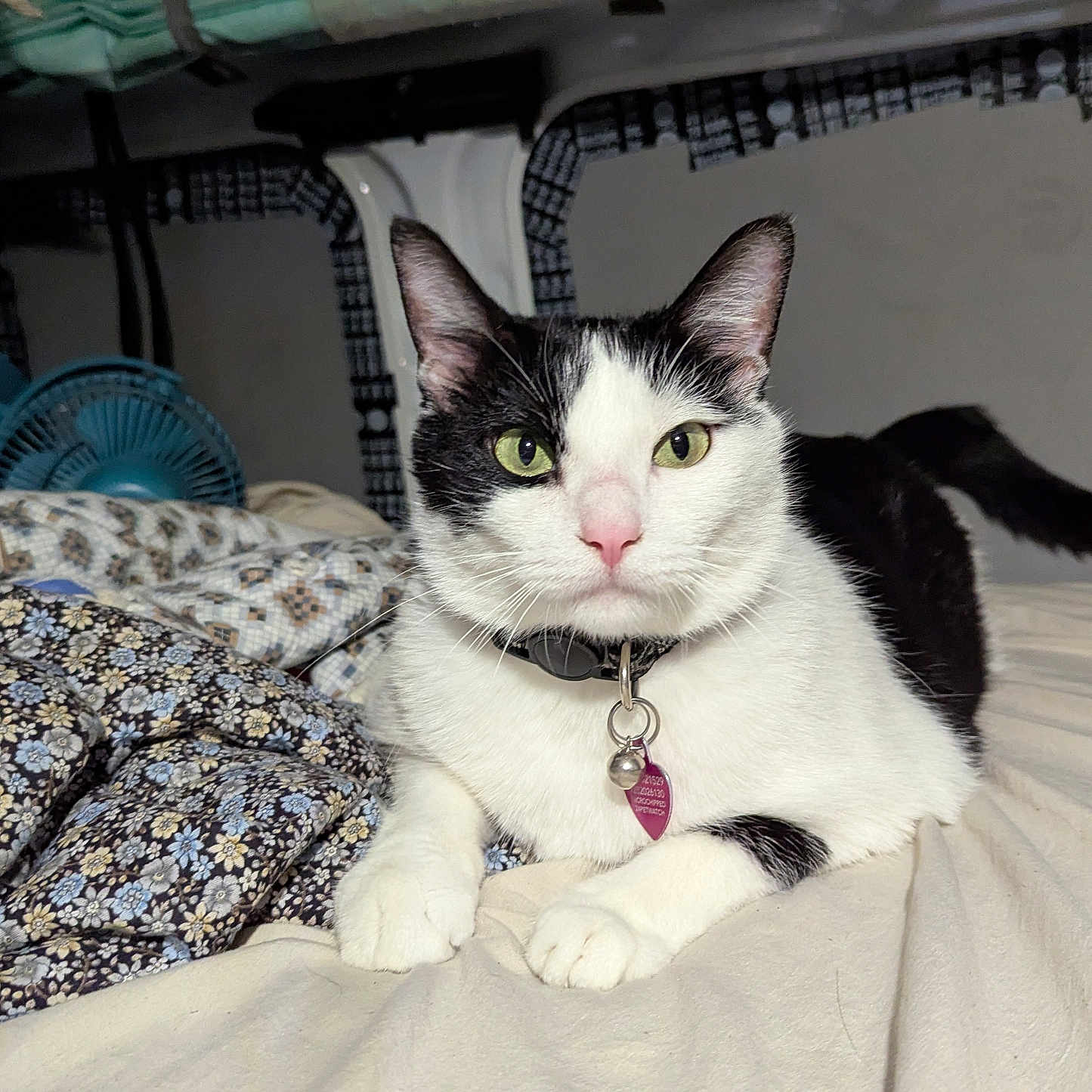 Athena is registered to the contest to win money with this photo: animal, bed, bell, black_and_white, blanket, cat, collar, curious, cute, feline, fur, green_eyes, indoor, paw, pet, pink_nose, resting, tag, tail, whiskers