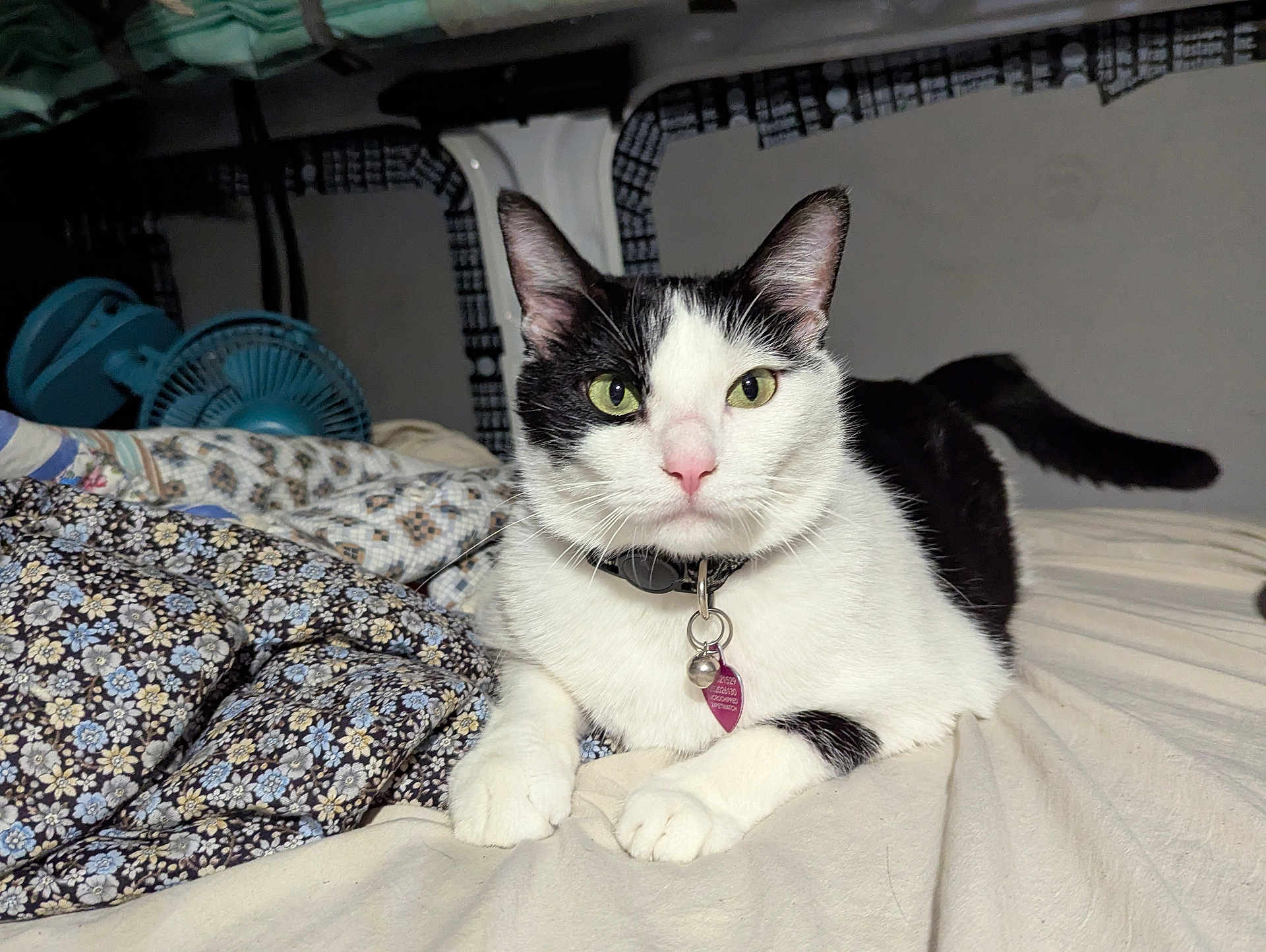 Athena is registered to the contest to win money with this photo: cat, black_and_white, pet, indoor, bed, blanket, collar, bell, tag, feline, animal, cute, resting, fur, whiskers, paw, tail, curious, green_eyes, pink_nose