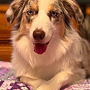Leia joined the competition — help win amazing prizes! animal, australian_shepherd, blue_eyes, close_up, comfortable, cozy, cute, dog, domestic_animal, friendly, fur, happy, indoor, laying_down, mammal, patterned_blanket, pet, portrait, quilt, tongue_out