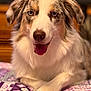 animal, australian_shepherd, blue_eyes, close_up, comfortable, cozy, cute, dog, domestic_animal, friendly, fur, happy, indoor, laying_down, mammal, patterned_blanket, pet, portrait, quilt, tongue_out