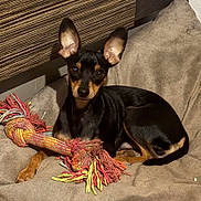 Viktor participe au concours pour gagner de l'argent avec cette photo : alert, black_and_tan, brown_eyes, chew_toy, couch, cushion, dog, frayed_toy, furniture, home, indoor, large_ears, pet, portrait, puppy, rope_toy, shiny_coat, sitting, small_breed, upright_ears