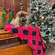 Onyx is registered to the contest to win money with this photo: animal, bench, blanket, christmas_tree, cozy, cute, decorations, dog, festive, fluffy, frosted_tree, garland, holiday_decor, indoor, ornaments, pet, puppy, red_and_black_checkered, seasonal, wooden_bench