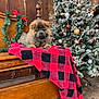 animal, bench, blanket, christmas_tree, cozy, cute, decorations, dog, festive, fluffy, frosted_tree, garland, holiday_decor, indoor, ornaments, pet, puppy, red_and_black_checkered, seasonal, wooden_bench