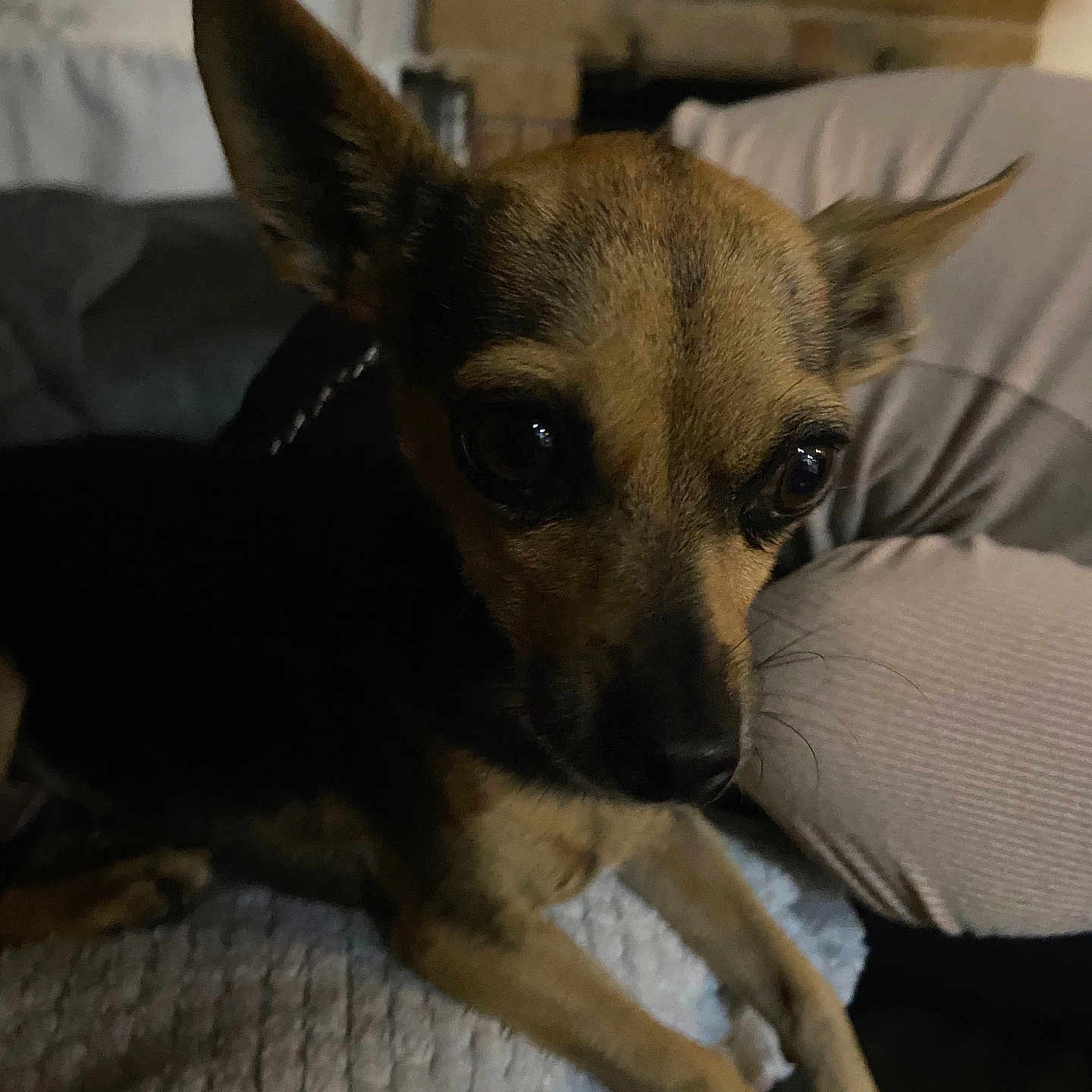 Harley joined the competition — help win amazing prizes! animal, black, blanket, brown, canine, closeup, companion, cozy, cute, dog, ears, eyes, fireplace, furniture, indoor, living_room, pet, resting, small_dog, soft_light