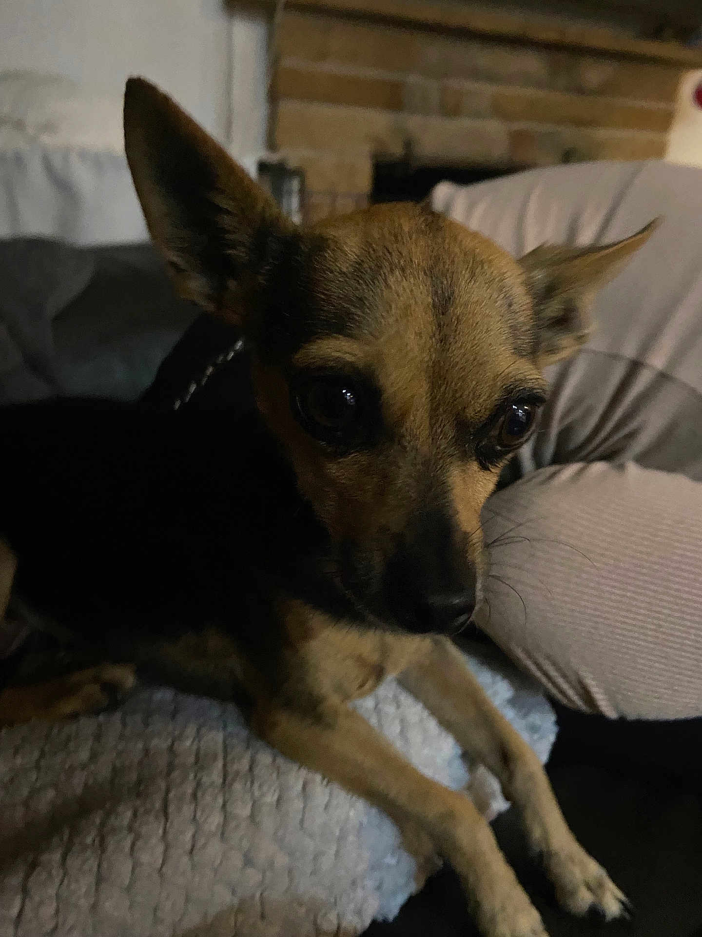 Harley joined the competition — help win amazing prizes! dog, small_dog, pet, animal, ears, eyes, blanket, indoor, cozy, living_room, furniture, fireplace, brown, black, resting, cute, canine, companion, closeup, soft_light