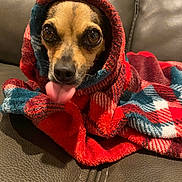 Harley is registered to the contest to win money with this photo: dog, small_dog, tongue_out, blanket, plaid_blanket, wrapped_up, cozy, leather_couch, pet, cute, indoor, close_up, brown_dog, animal, fur, snout, ears, eyes, comfort, resting