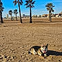 dog, corgi, beach, sand, footprints, palm_trees, sunny, blue_sky, outdoor, animal, pet, tongue_out, lying_down, daytime, nature, vacation, relaxing, canine, summer, coast