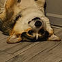 Pancake a rejoint le concours — aidez-le/la à gagner de superbes lots ! dog, corgi, upside_down, lying_down, floor, wooden_floor, indoor, pet, smiling, fur, ears, cute, animal, domestic_animal, playful, happy, face, paw, resting, canine