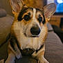 Pancake participe au concours pour gagner de l'argent avec cette photo : dog, corgi, pet, animal, indoor, couch, ears, fur, close_up, portrait, canine, cute, domestic_animal, mammal, relaxing, living_room, companion, friendly, sitting, home
