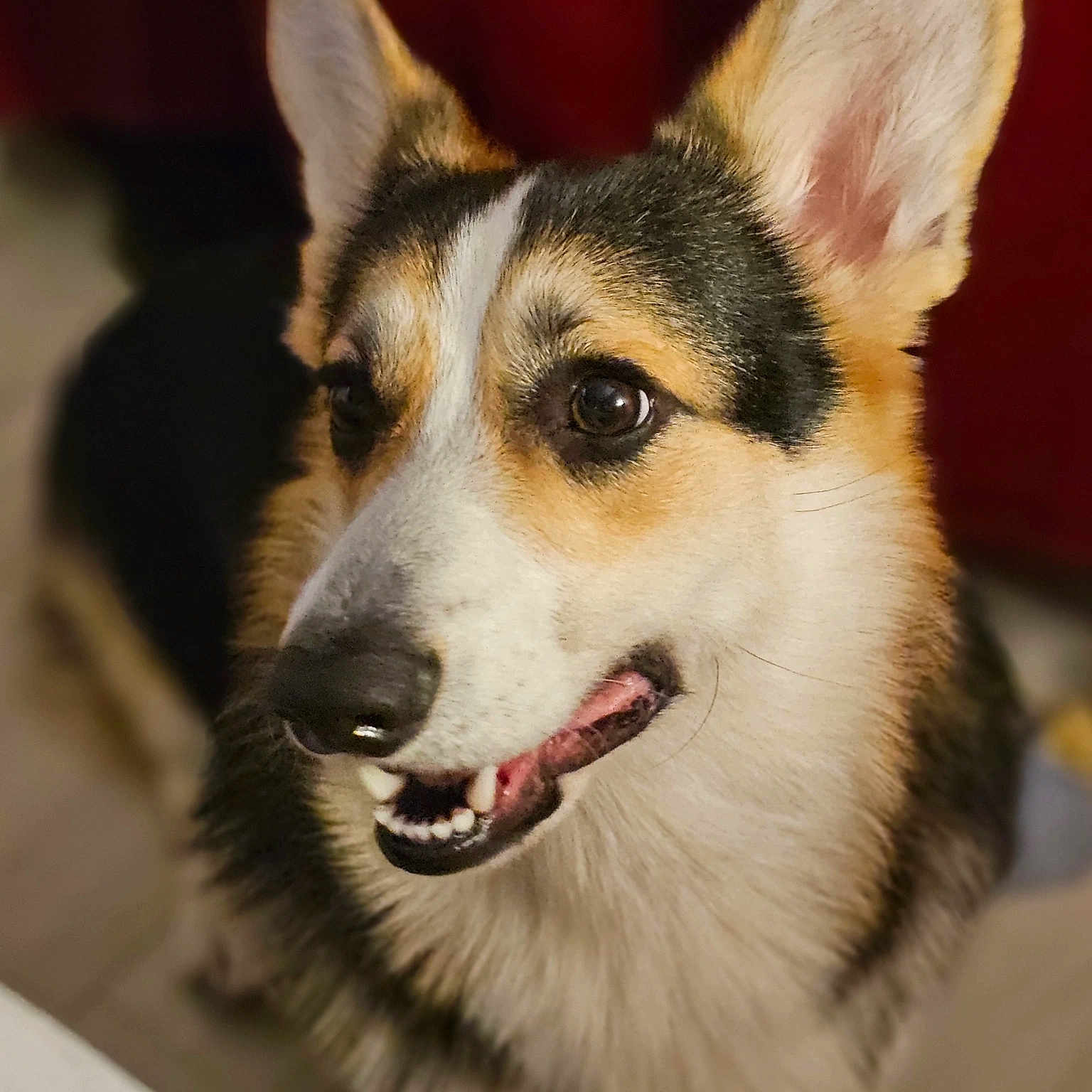 Pancake a rejoint le concours — aidez-le/la à gagner de superbes lots ! animal, black, brown, canine, closeup, corgi, cute, dog, ears, friendly, fur, happy, indoors, looking_up, pet, portrait, smiling, teeth, tongue, white