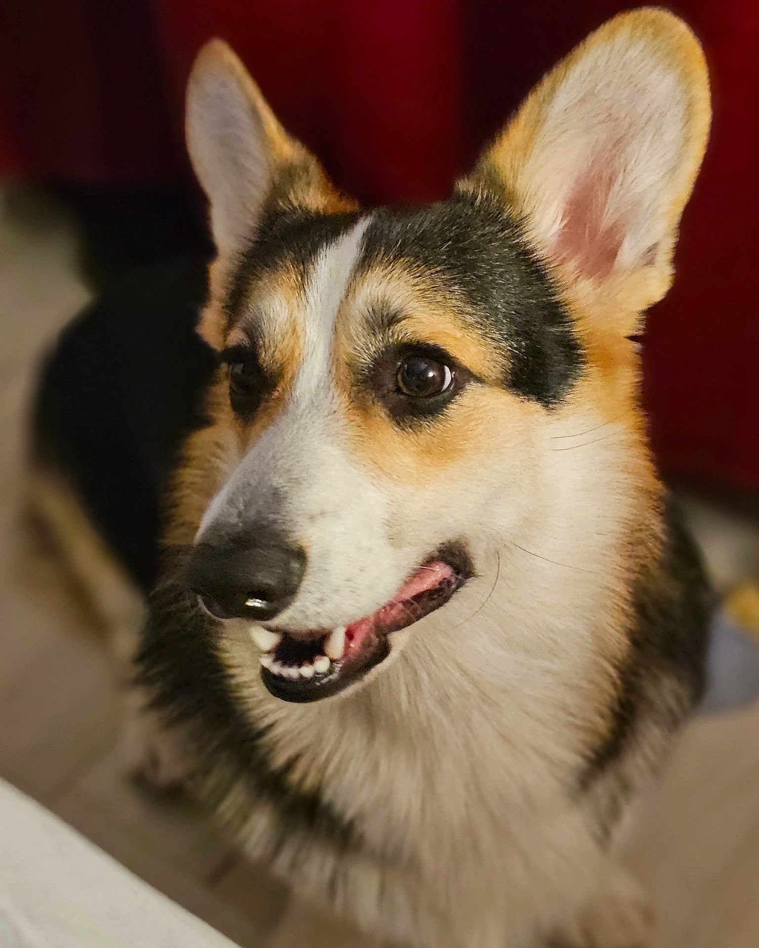 Pancake a rejoint le concours — aidez-le/la à gagner de superbes lots ! dog, corgi, pet, animal, smiling, fur, ears, brown, white, black, cute, indoors, portrait, canine, friendly, looking_up, happy, closeup, tongue, teeth