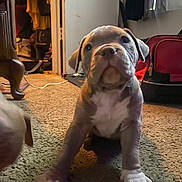 Beautifullll is registered to the contest to win money with this photo: puppy, dog, carpet, indoor, living_room, cute, pet, animal, small_dog, floor, curious, white_paws, brown_fur, sitting, looking_up, furniture, suitcase, clothing, doorway, home