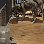 Honi is registered to the contest to win money with this photo: animal, canine, captive, dog, domestic, flooring, fur, furniture, house, indoor, metal_gate, object_in_mouth, pet, pet_toy, playful, tail, toy, water_bowl, water_dispenser, wooden_floor