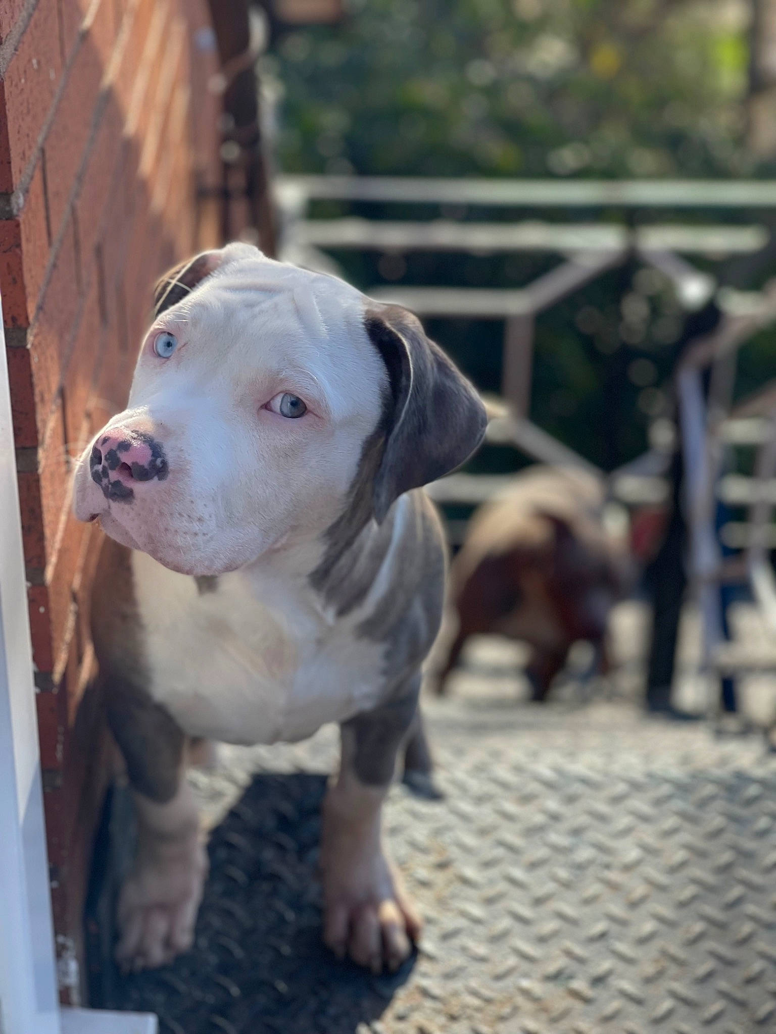 Drogo is registered to the contest to win money with this photo: canidae, carnivore, collar, companion_dog, dog, dog_breed, dog_collar, fawn, fence, flooring, fur, molosser, road_surface, snout, sporting_group, whiskers, wood, working_animal, working_dog, wrinkle