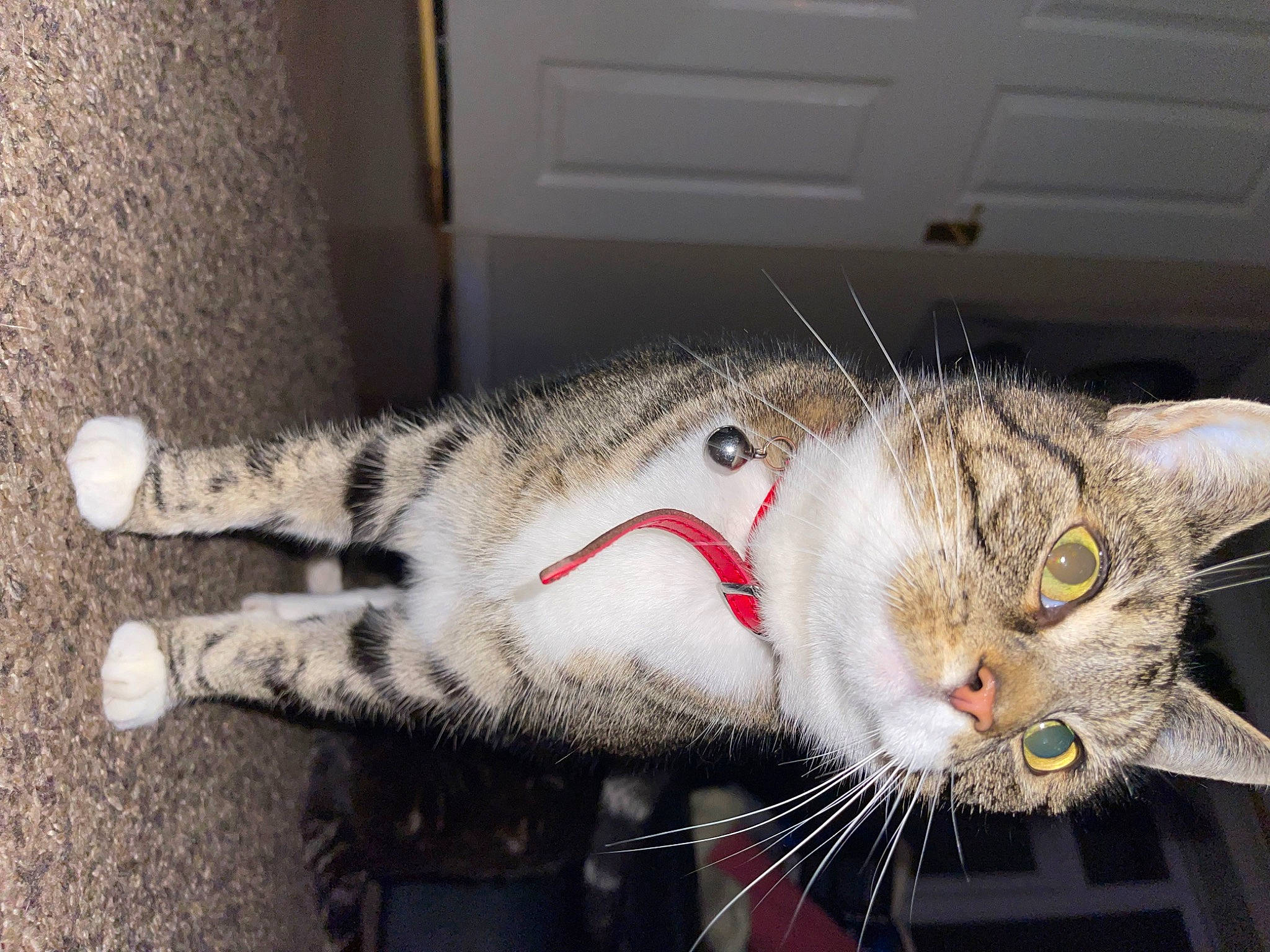 Gris is registered to the contest to win money with this photo: carnivore, cat, claw, collar, domestic_short_haired_cat, door, felidae, flooring, fur, paw, small_to_medium_sized_cats, snout, tail, whiskers