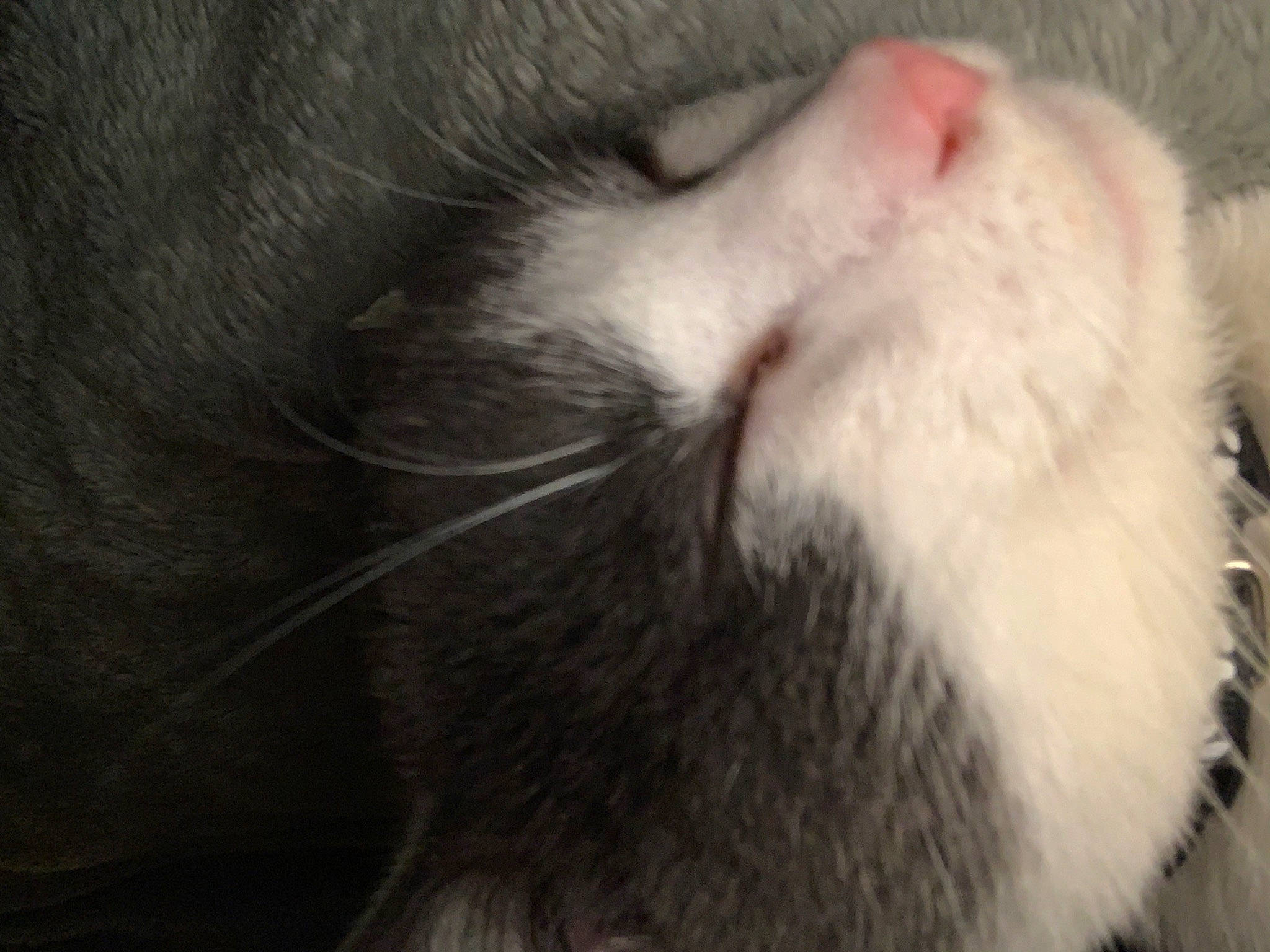 Gris is registered to the contest to win money with this photo: carnivore, cat, domestic_short_haired_cat, eye, felidae, fur, grey, nap, paw, sleep, small_to_medium_sized_cats, snout, tail, whiskers