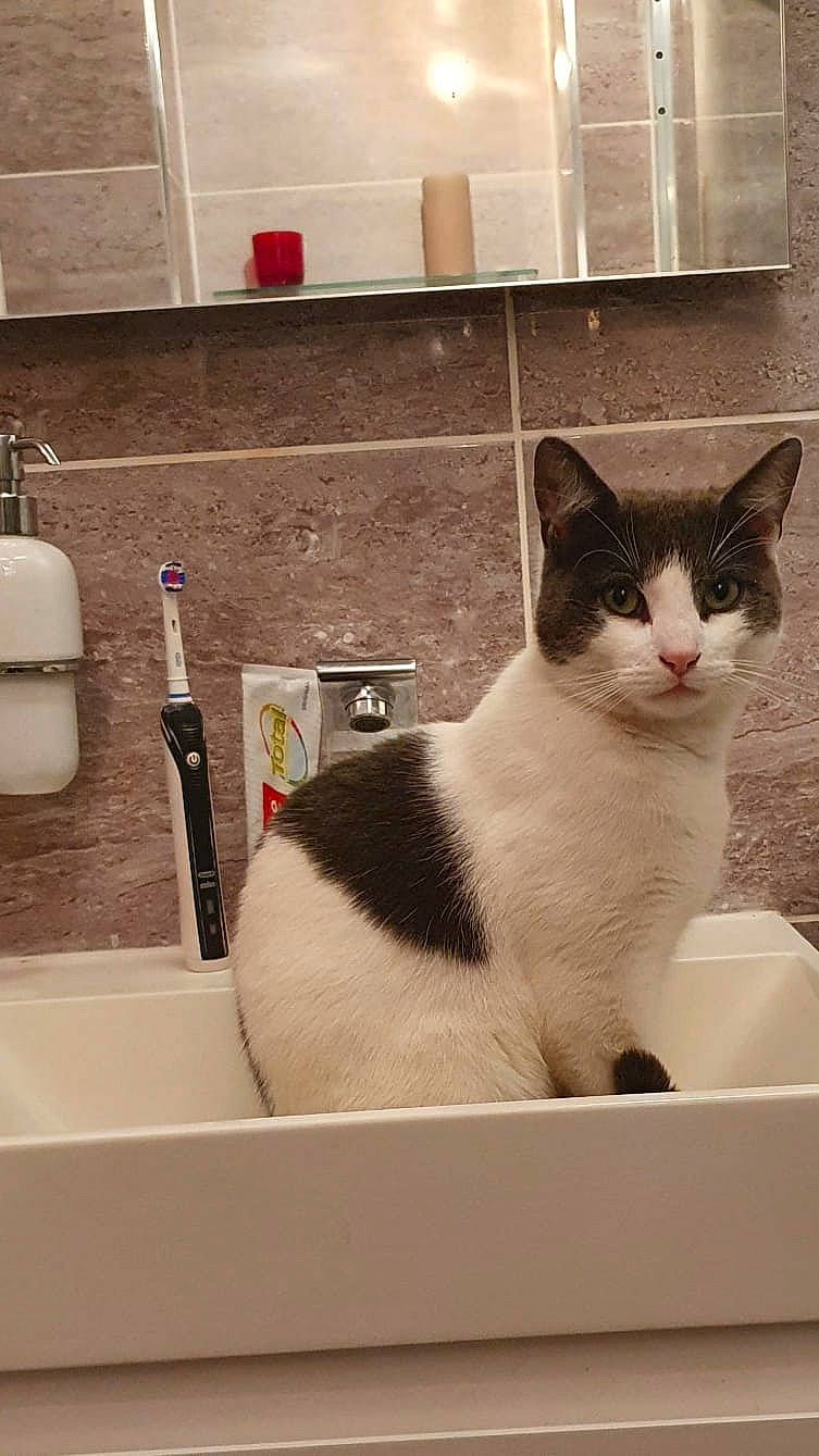 Gris is registered to the contest to win money with this photo: bathroom, bathroom_sink, carnivore, cat, domestic_short_haired_cat, felidae, fluid, fur, household_supply, liquid, pet_supply, plumbing, plumbing_fixture, rectangle, small_to_medium_sized_cats, snout, solvent, tap, whiskers, window