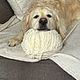 dog, golden_retriever, yarn, ball_of_yarn, couch, blanket, pet, animal, furry, resting, cozy, indoors, soft_texture, relaxed, cute, sleepy, home, fur, nose, paw