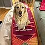 dog, golden_retriever, paddleboard, indoor, wooden_floor, living_room, furniture, sofa, chair, smiling_dog, pet, canine, floor, decor, happy, animal, household, recreational_equipment, closeup, portrait