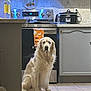dog, golden_retriever, kitchen, tile_floor, stove, oven, towel, countertop, slow_cooker, cabinet, bottle, appliance, indoor, pet, sitting, floor, fur, home, domestic, animal