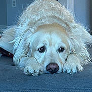 Cooper is registered to the contest to win money with this photo: dog, golden_retriever, pet, lying_down, indoor, couch, fur, canine, resting, fluffy, mammal, animal, face, nose, paws, home, domestic_animal, cute, sad_eyes, relaxed