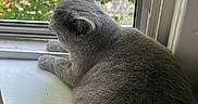 Pandora joined the competition — help win amazing prizes! cat, gray_cat, windowsill, window, mesh_screen, green_leaves, indoor, pet, feline, relaxing, daylight, looking_outside, animal, domestic_cat, fur, whiskers, ears, paws, resting, nature_view